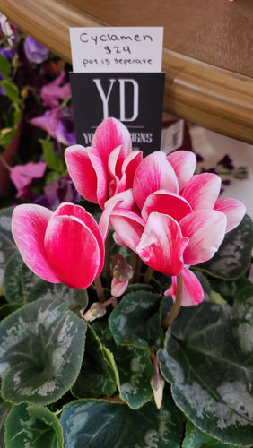 Cyclamen