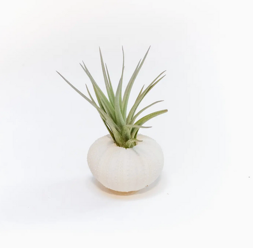 White Urchin Shell with Airplant