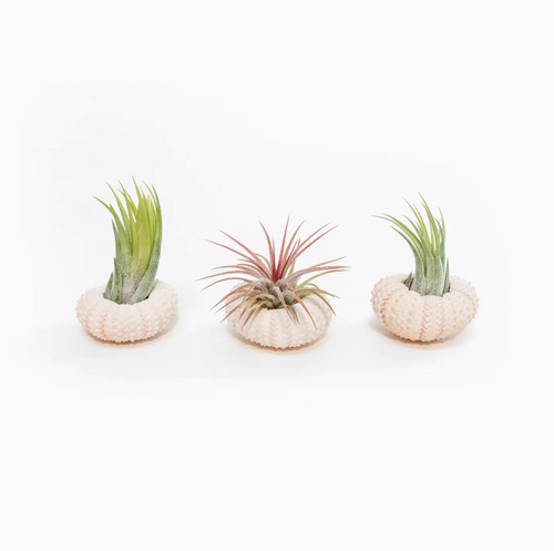 Pink Urchin Shell with Air Plant