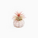 Urchin Shell with Air Plant